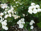 Carte Blanche ® rose photo