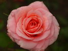Blagovest rose photo