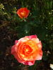 Bonfire Night ® rose photo
