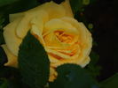 Christine, Cl. rose photo