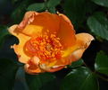 Gooiland Beauty rose photo