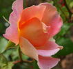 I Zingari rose photo