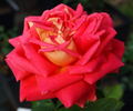 Juliet rose photo