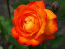Krymskij Samotsvet rose photo