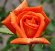 Mevrouw G.A. van Rossem, Cl. rose photo