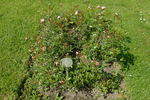 Fresh Pink rose photo