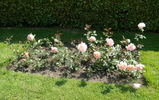 Koisan rose photo