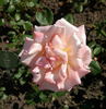 Koisan rose photo