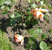 Koisan rose photo