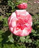 Pariser Charme rose photo