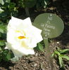 Paloma (hybrid tea, Swim rose photo
