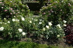 Paloma (hybrid tea, Swim rose photo