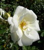 Paloma (hybrid tea, Swim rose photo