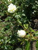 Paloma (hybrid tea, Swim rose photo