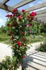 Gruss an Heidelberg rose photo