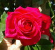 Gruss an Heidelberg rose photo