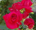 Gruss an Heidelberg rose photo