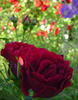Fisher Holmes rose photo