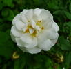Fairy Snow rose photo