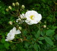 Fairy Snow rose photo