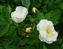 Fairy Snow rose photo