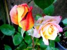 Jean d'Ormesson rose photo