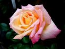 Jean d'Ormesson rose photo