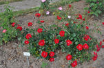 Lichterloh rose photo