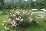 Rosario ® rose photo