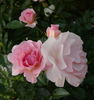 Rosario ® rose photo