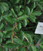Ave Maria rose photo