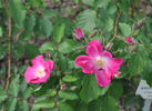 Gräfin Hardenberg rose photo