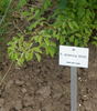 R. phoenicia rose photo