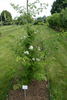 R. phoenicia rose photo