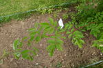 R. phoenicia rose photo
