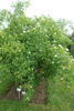 R. caesia rose photo