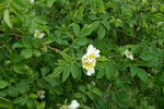 R. caesia rose photo