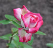 Rina Herholdt rose photo