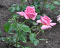 Eduard Schill rose photo