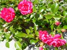 Rody ® rose photo