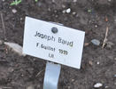 Joseph Baud rose photo