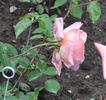 Madame Henri Queuille rose photo