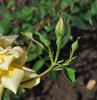 Soeur Thérèse rose photo