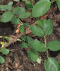 Soeur Thérèse rose photo