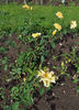 Soeur Thérèse rose photo