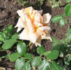 Conqueror rose photo