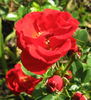 Charming Cover ® rose photo