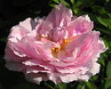 Miranda rose photo