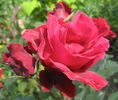Syr rose photo