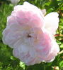 Trappendalrosen rose photo